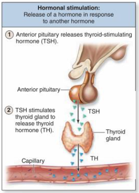 <p>hormonal stimulation</p>