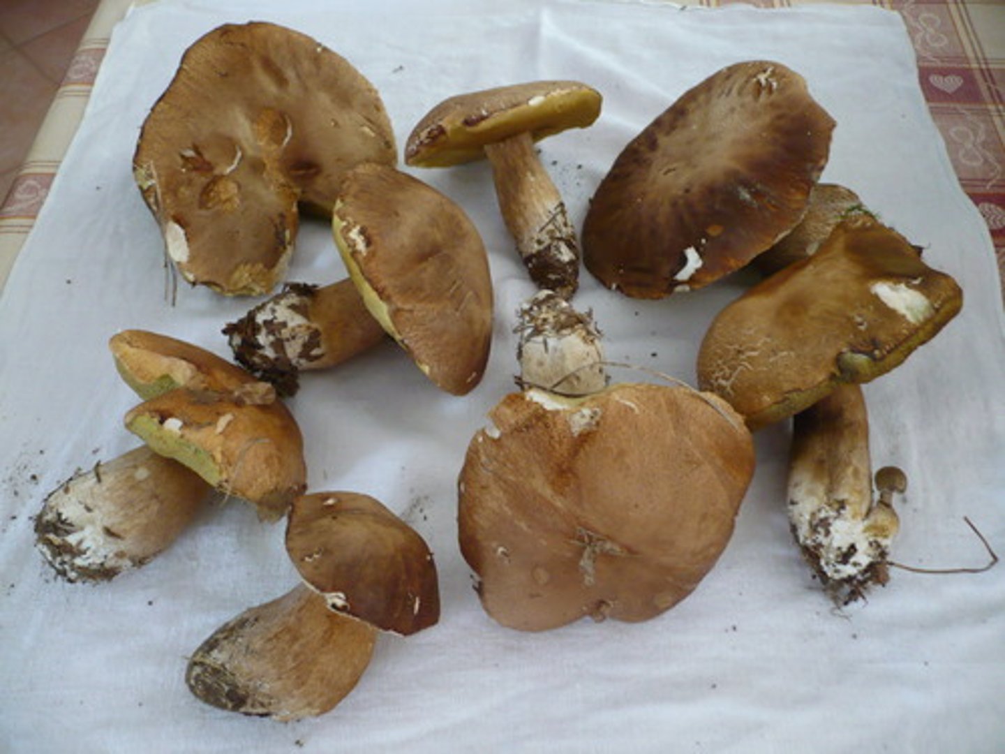 <p>mushrooms</p>