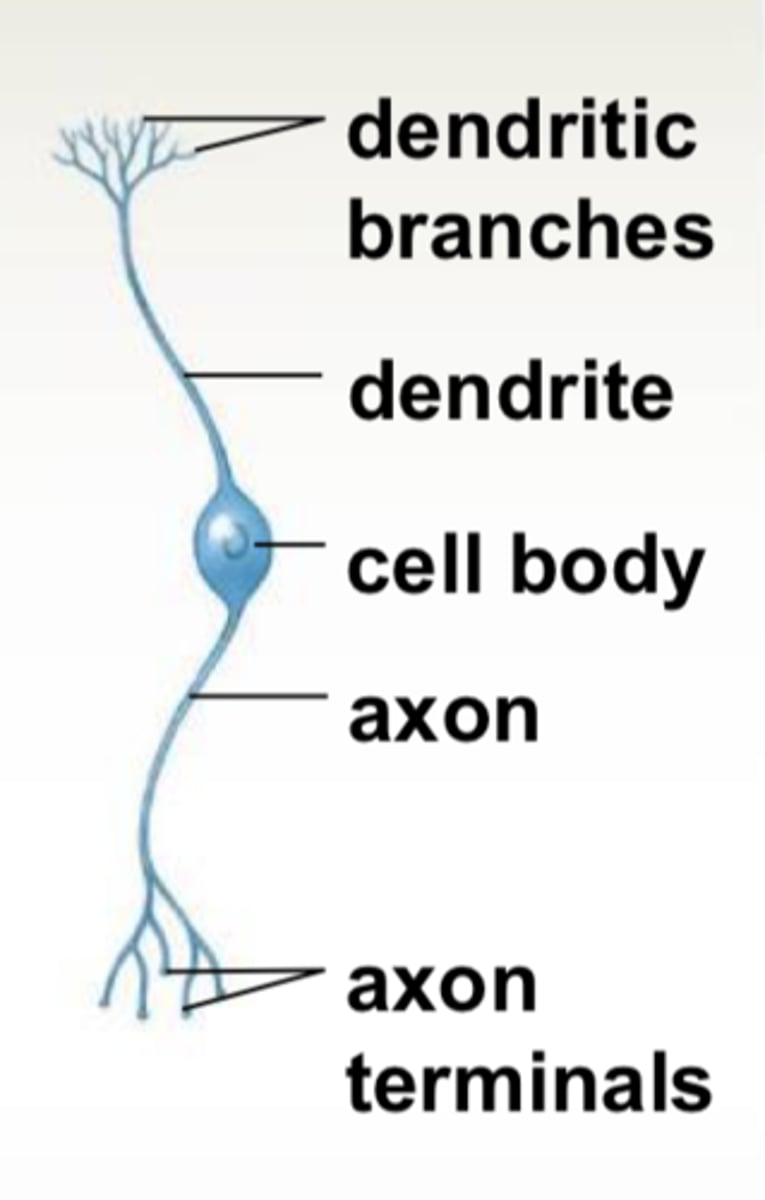 <p>rare; occur in special sense organs</p>