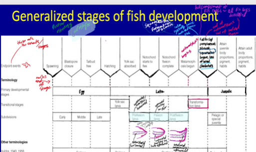 <p>A larval stage characterized by the upward flexion (or-upturning) of the notochord, a critical phase marking the initial development of the caudal fin rays and the hypural elements.</p>