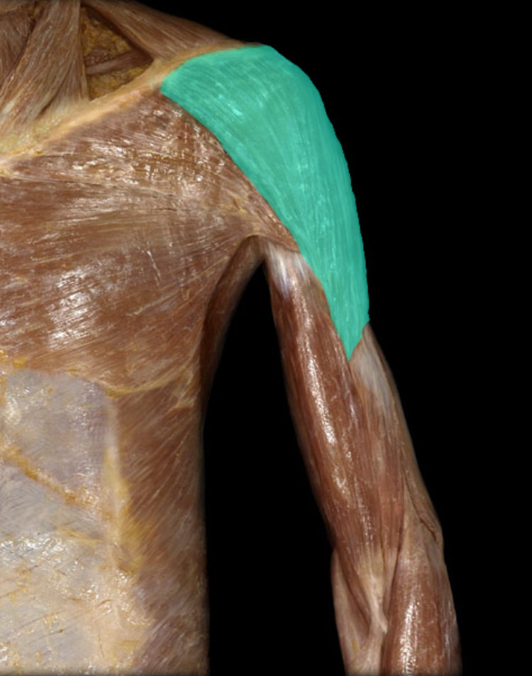 <p>A large, triangular muscle covering the shoulder joint that is responsible for arm abduction, flexion, and extension. It originates from the clavicle and scapula, inserting at the deltoid tuberosity of the humerus. </p>