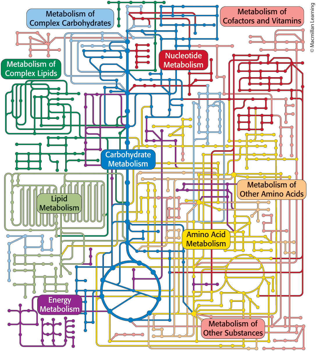 <p>A series of linked reactions by which fuels are degraded and large molecules are constructed </p><ul><li><p>example: glycolysis is a 10-step metabolic pathway converting glucose to pyruvate </p></li><li><p>Are interconnected series of enzyme-catalyzed reactions </p></li></ul><p></p>