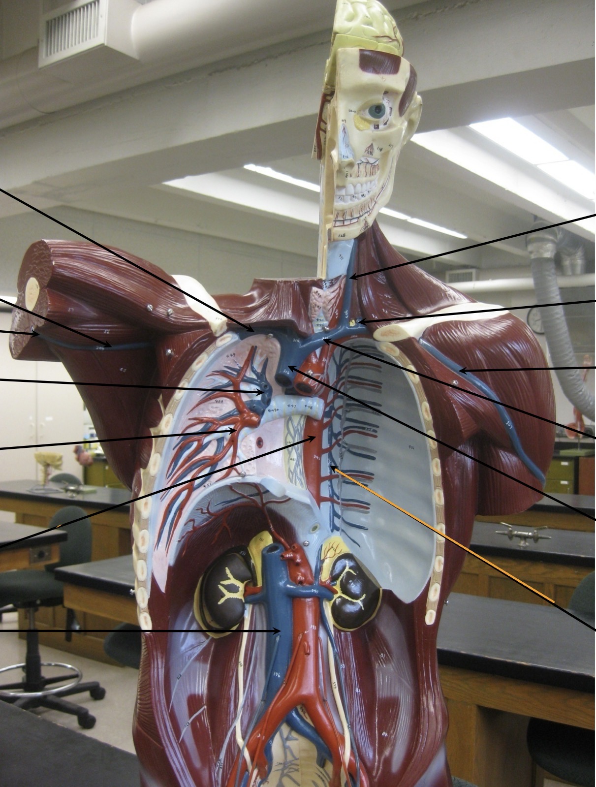 knowt flashcard image