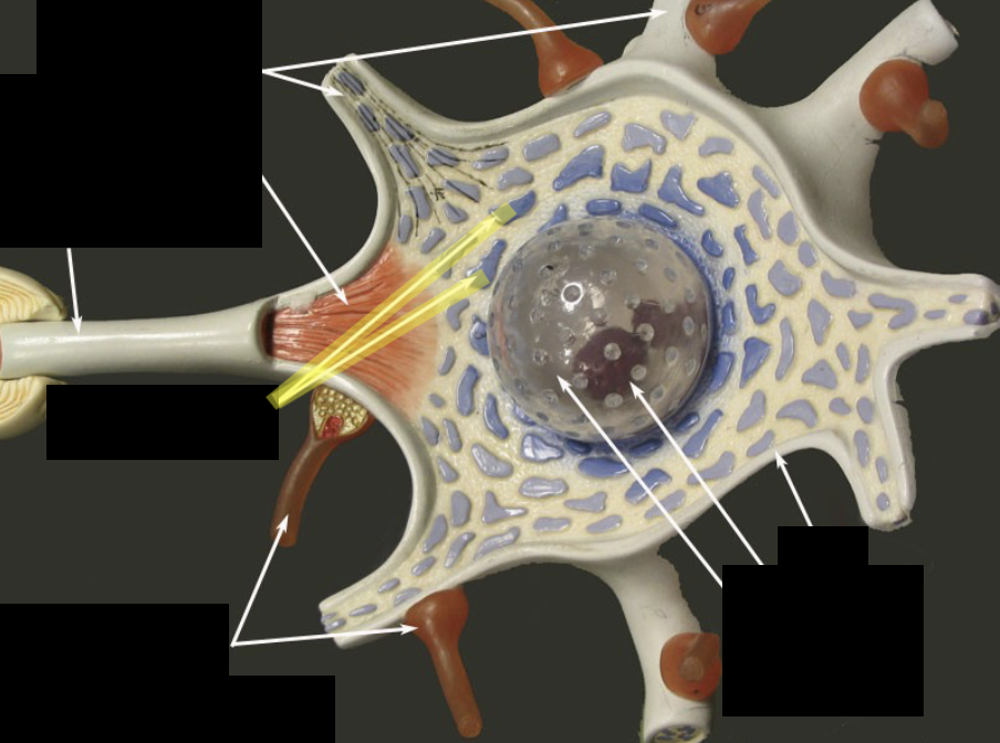 <p>What part of the neuron is this?</p>