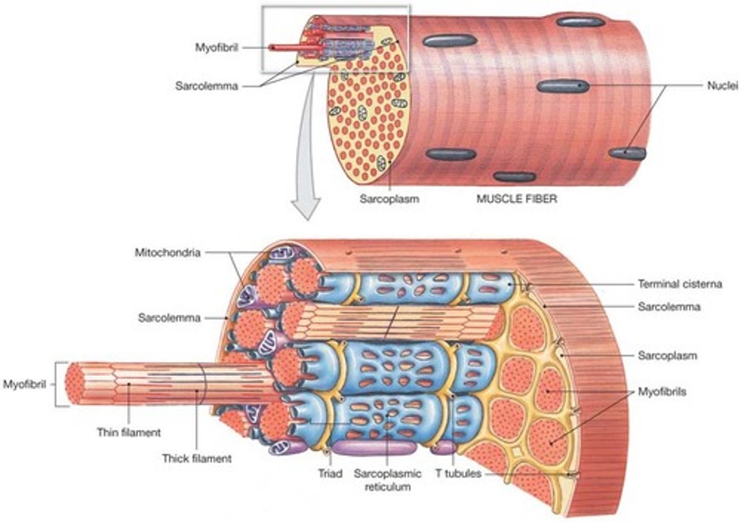 <p>single cell that contracts (exerts a pulling force) in response to stimulation and relaxes when stimulation ends; also known as myofiber</p>