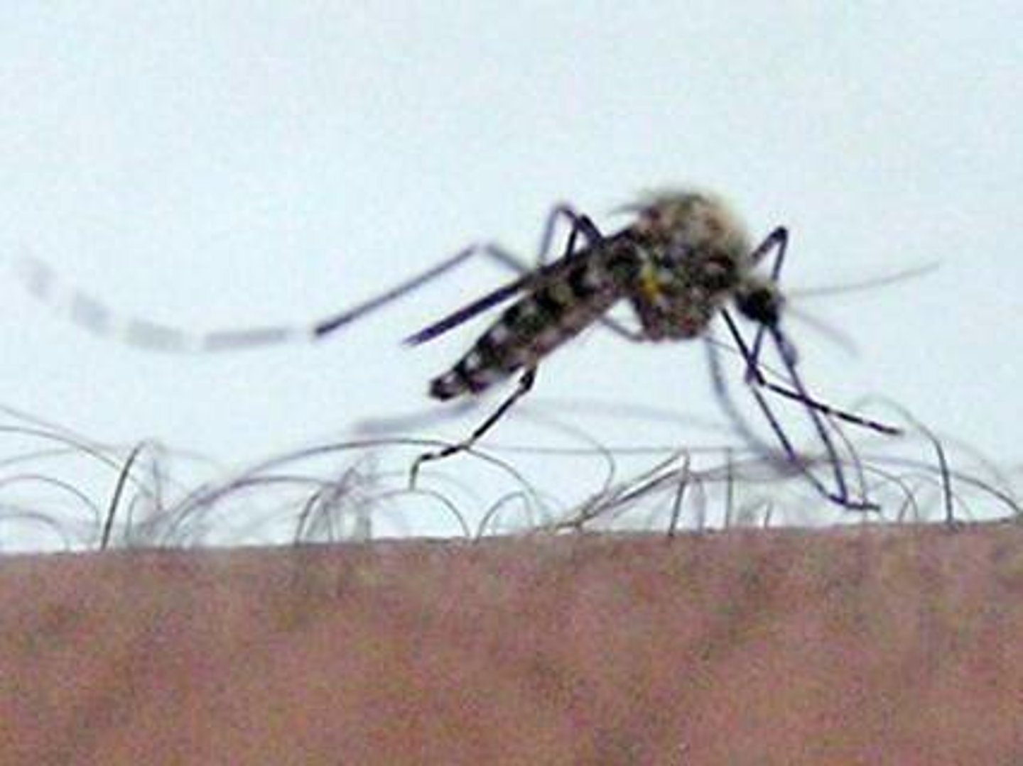 <p>the relation between two different kinds of organisms in which one receives benefits from the other by causing damage to it (usually not fatal damage)</p>