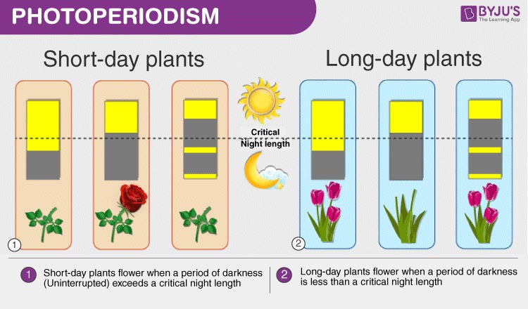 <p>Plant responses to different lengths of time of exposure</p>