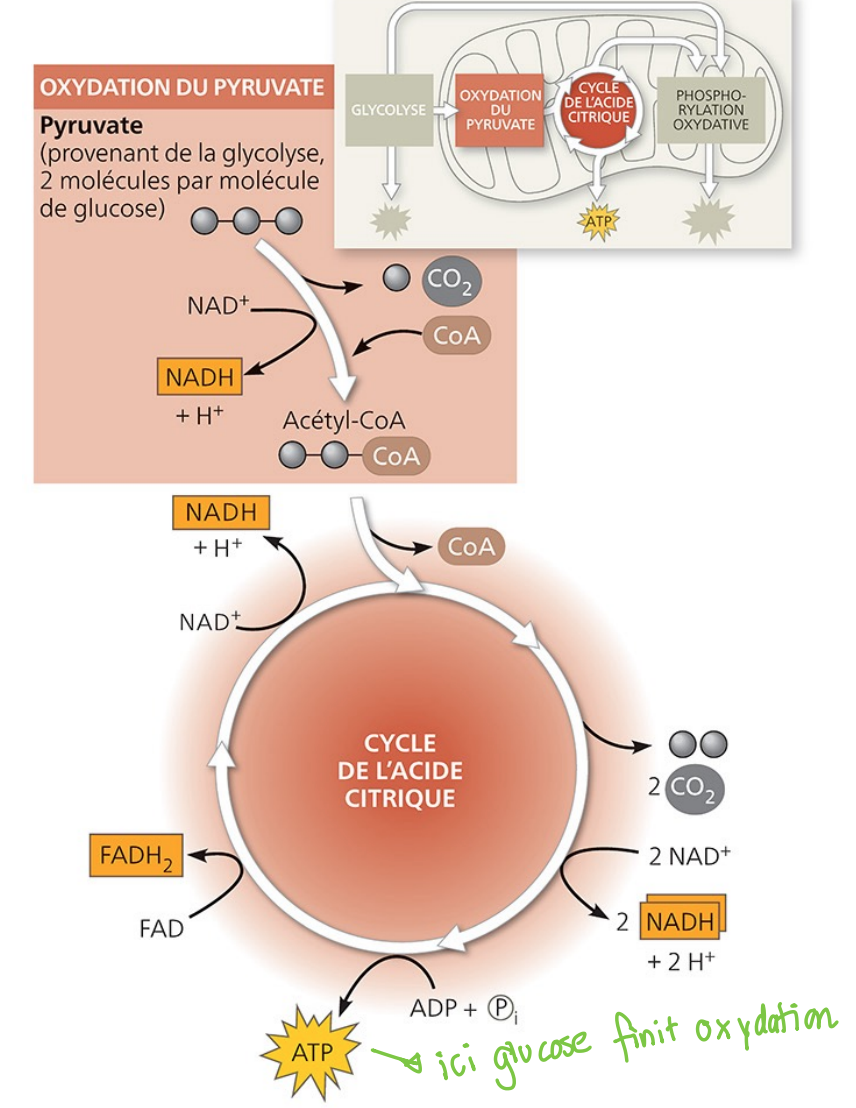 <p>2 acétyl-CoA ⏐ 4 CO<sub>2</sub></p><p>+ 2 oxaloacétate ⏐ + 2 oxaloacétate</p><p>+ 6 NAD+ + H+ ⏐ + 6 NADH</p><p>+ 2 FAD → ⏐ + 2 FADH<sub>2</sub></p><p>+ 2 ADP ⏐+ 2 ATP</p><p>+ 2 H<sub>2</sub>O ⏐</p><p></p><p></p><p>• 2 tours par molécule de glucose</p><p>• 2 pyruvates (C<sub>3</sub>) et 2 acétyles (C<sub>2</sub>)</p><p>par glucose (C<sub>6</sub>)</p><p>• recyclage de l’acide oxaloacétique</p><p>• production d’ATP par phosphorylation</p><p>au niveau du substrat</p>