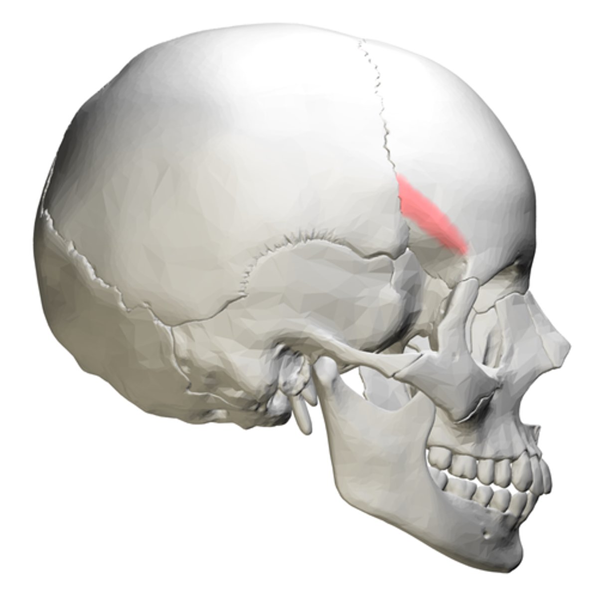 <p>What feature is this on frontal bone (Ectocranial)</p>