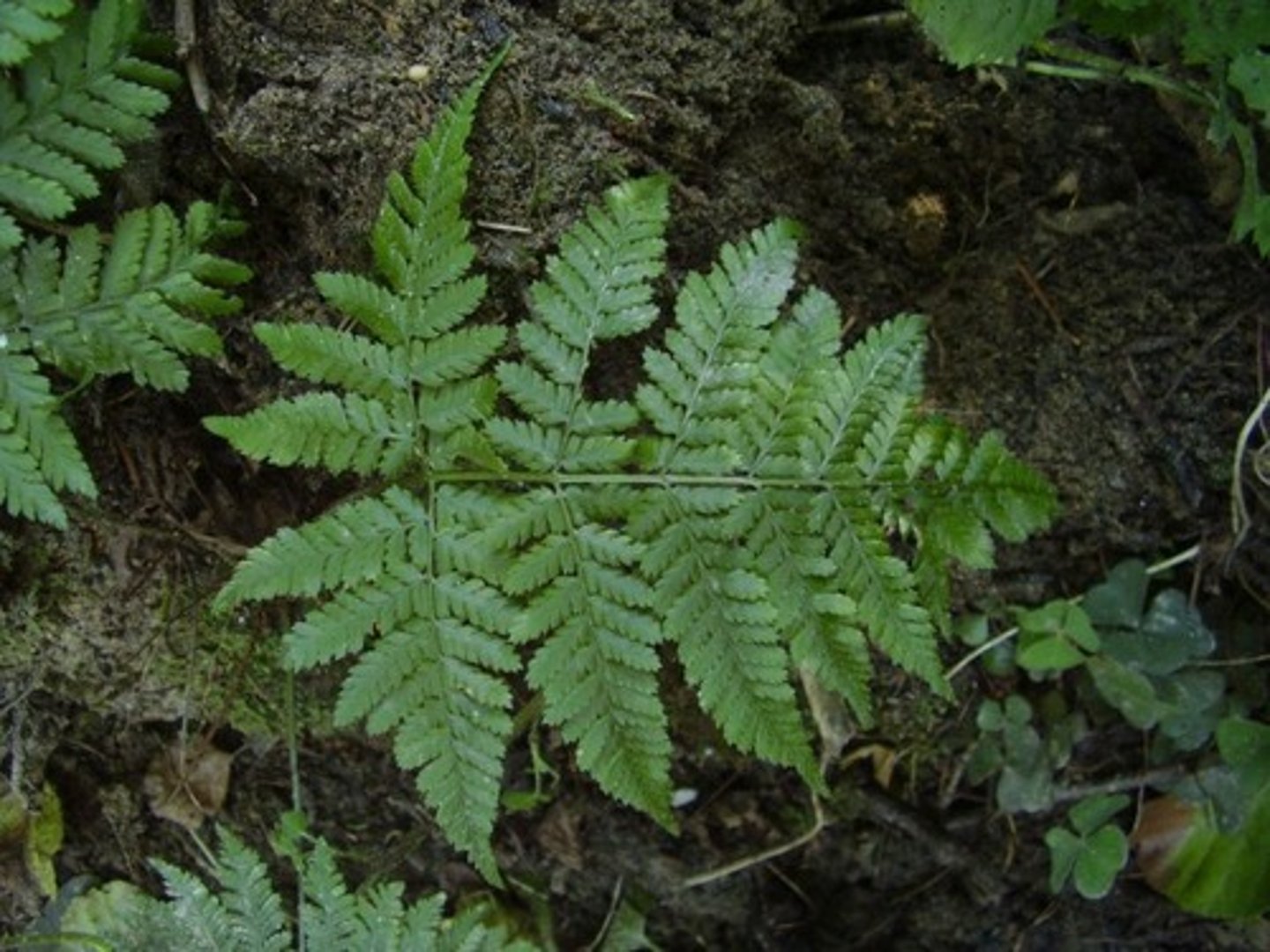 <p>Thelypteris kunthii/Dryopteris normalis</p>