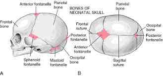 <p><strong><span>A:</span></strong><span> Fontanelles are membrane-filled spaces in the cranium at birth. They allow the baby’s head to compress during birth and provide space for the brain to grow during infancy.</span></p>