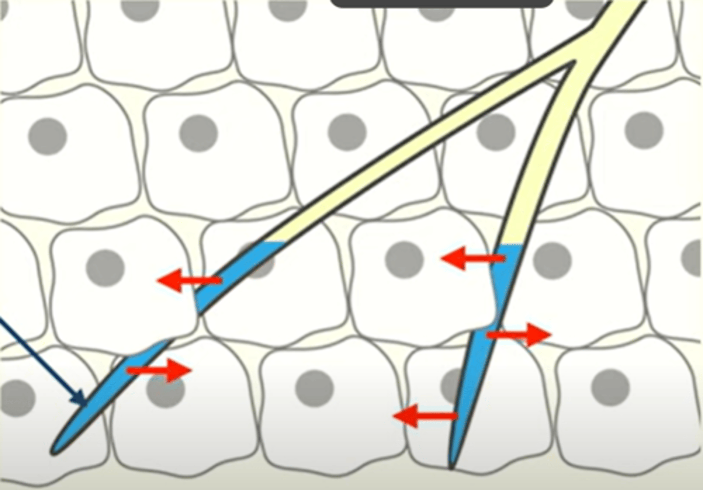 <p>Tracheal fluid</p>