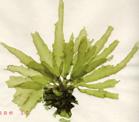 <ul><li><p>organisms alter their chemical microenvironment </p></li><li><p>not under strict genetic control </p></li><li><p>common in green algae </p></li></ul><p></p>
