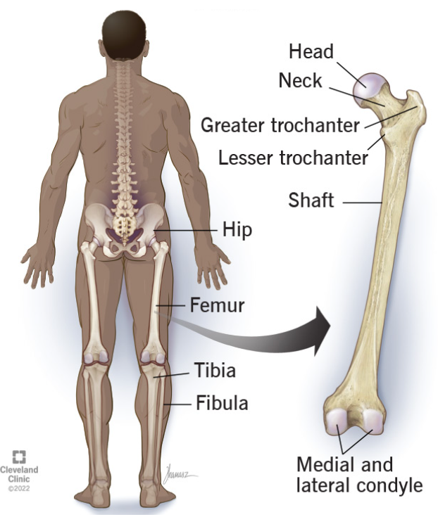 <ul><li><p><strong>Femoral head</strong> - the "ball" in the proximal end of the femur. It is connected to the acetabulum by the ligament of the head of the femur (LHF) which inserts at the <strong>fovea capitis</strong>.</p></li><li><p><strong>Femoral neck </strong>- between the head and shaft</p></li><li><p><strong>Greater trochanter</strong> -&nbsp;a large, irregular and&nbsp;quadrilateral eminence (bony projection). Because of its location on the lateral aspect of the femur, muscles attaching there will abduct the hip.</p></li><li><p><strong>Lesser trochanter</strong> -&nbsp;&nbsp;a conical and posteromedial&nbsp;eminence (bony projection).&nbsp;It serves as the principal insertion site of the&nbsp;iliopsoas muscle.</p></li><li><p><strong>Linea aspera </strong>- a prominent, rough longitudinal ridge on the posterior surface of the femoral shaft, crucial for muscle attachment.</p></li><li><p><strong>Medial and lateral condyles</strong>&nbsp;<strong>(condylar surfaces)</strong> - on the distal end of the femur, they articulate with the tibia at the tibial plateau.&nbsp;The&nbsp;lateral condyle<strong>&nbsp;</strong>is larger and more prominent than the medial condyle.</p></li><li><p><strong>Patellar surface</strong> - on the anterior surface of the distal end of the femur, articulates with the posterior surface of the patella.</p></li></ul><p></p>