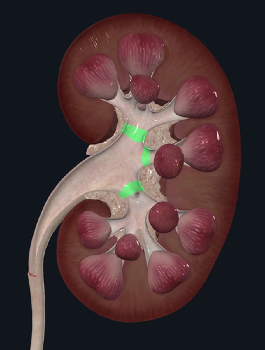 <p>ID Structures Highlighted Green</p>