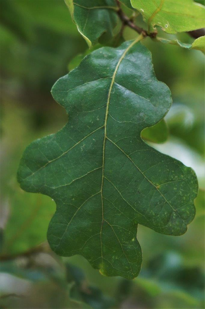 <p><em>Quercus stellata</em></p>