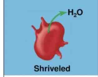 <p>What scenario are these cells in?</p>