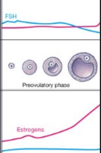 <p> Hypothalamus stimulated to secrete GnRH in response to low estrogen levels.</p><p>  FSH and LH are secreted from the anterior pituitary. </p><p> Follicle cells begin to multiply around the developing oocyte. </p><p>• Produce and release estrogen </p><p>• Negatively feedback to hypothalamus and anterior pituitary</p><p> • Cause uterine lining to thicken</p>