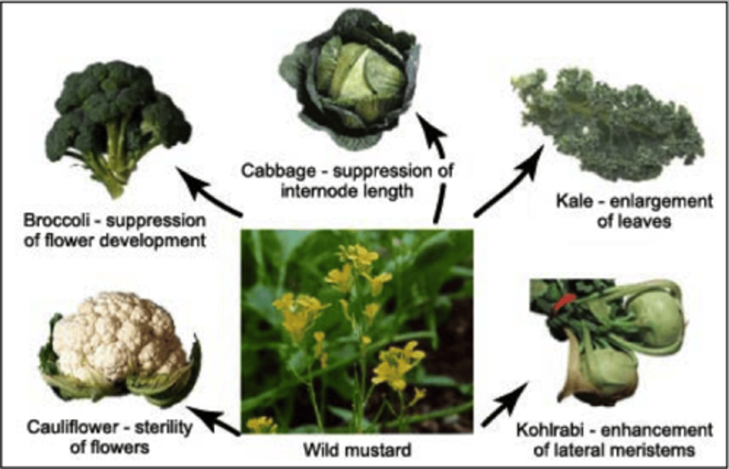 <p>The intentional breeding of organisms with desirable traits to produce offspring with those traits.</p>
