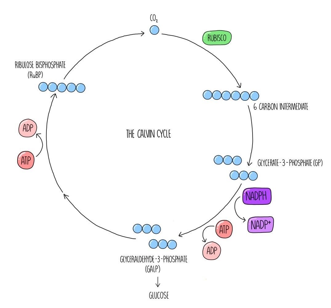 <p>1. CO₂ combines with a five-carbon compound ribulose bisphosphate (RuBP)- RuBisCO catalyses this reaction</p><p></p><p>2. By accepting the carboxyl group, RuBP becomes carboxylated</p><p></p><p>3. This forms an unstable six-carbon compound that immediately breaks down.</p><p></p><p>3. The product of this reaction is two molecules of GP (glycerate-3-phosphate).</p><p></p><p>5. GP is then reduced, using hydrogens from the reduced NADP and ATP, to triose phosphate (TP).</p><p></p><p>7. Reduced NADP is recycled to NADP (for use in light-dependent reaction again)</p><p></p><p>8. TP is then converted into many useful organic compounds such as glucose.</p><p></p><p>9. 5 out of every 6 molecules of TP aren’t used to make hexose sugars, but to regenerate RuBP</p><p></p><p>10. This process requires phosphate groups.</p><p></p><p>11. Regenerating RuBP uses the rest of the ATP produced by the light dependent reactions.</p>