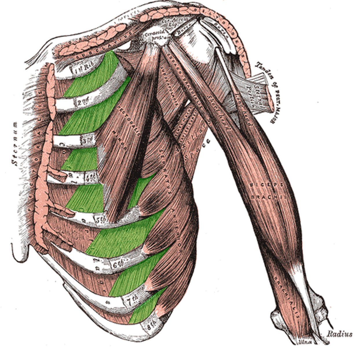 <p>Depresses and protracts shoulder</p>