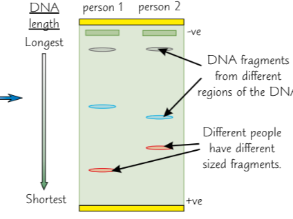 <p>DNA fragments from gel electrophoresis appear as bands under UV light - DNA profile</p><p>2 DNA profiles can be compared to see how similar pattern of bands on gel is - a match could help identify a person, or determine a genetic relationship</p>