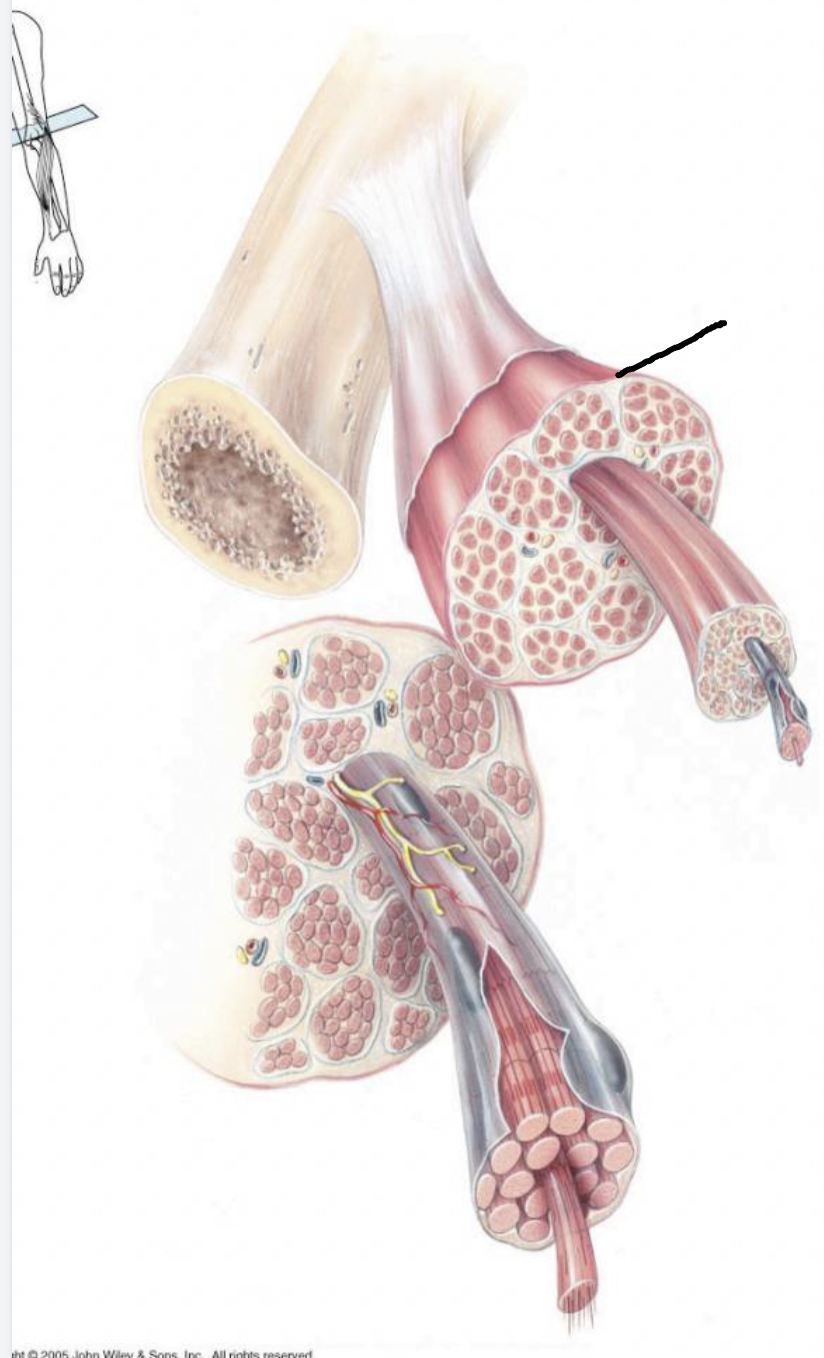 <p>what muscle feature is this?!</p>