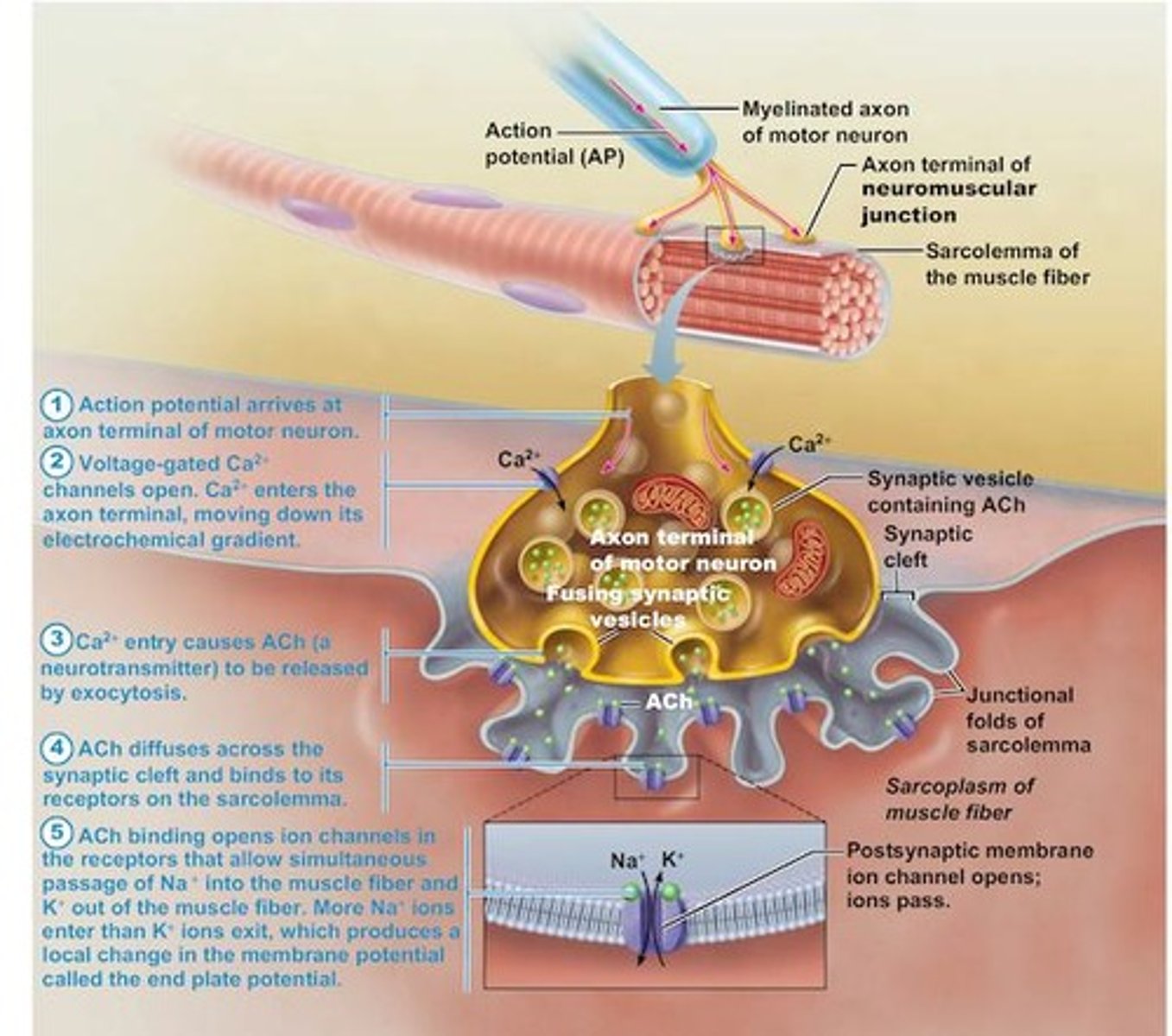 <p>Acetylcholine</p>