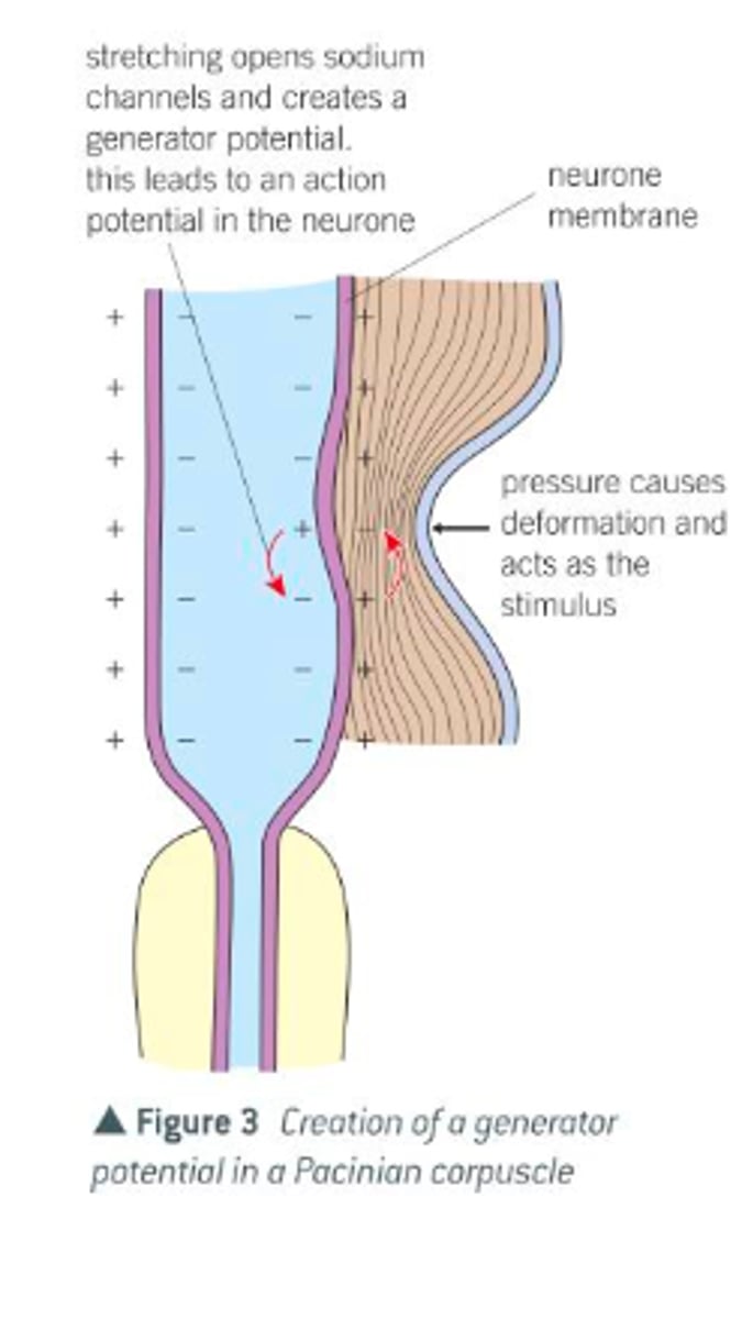 <p>1) the the normal resting state, the stretch-mediated sodium channels of the membrane around the neurone of a Pacinian corpuscle are too narrow to allow sodium ions to pass along them. In this state, the neurone of the Pacinian corpuscle has a resting potential.</p><p>2) when pressure is applied to the pacinian corpuscle, it is deformed and the membrane around its neurone becomes stretched</p><p>3) this stretching widens the sodium channel in the membrane and sodium ions diffuse into the neurone</p><p>4) the influx of sodium ions changes the potential of the membrane (i.e. it becomes depolarised) , thereby producing a generator potential. </p><p>5) the generator potential in turn creates an action potential that passes along the neurone, and then, via other neurones to the central nervous system</p>