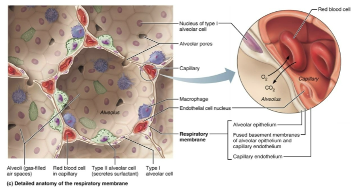 <p><code>Pulmonary Gas Exchange</code></p><p>Involves the exchange of<strong> O<sub>2</sub></strong><sub> </sub> (uptake) <strong>CO<sub>2</sub></strong> (unloading) across <span style="color: purple;"><strong><mark data-color="purple" style="background-color: purple; color: inherit;"><span>respiratory membranes </span></mark></strong></span></p>