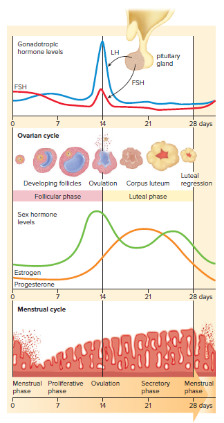 Ovarian and menstrual cycles.