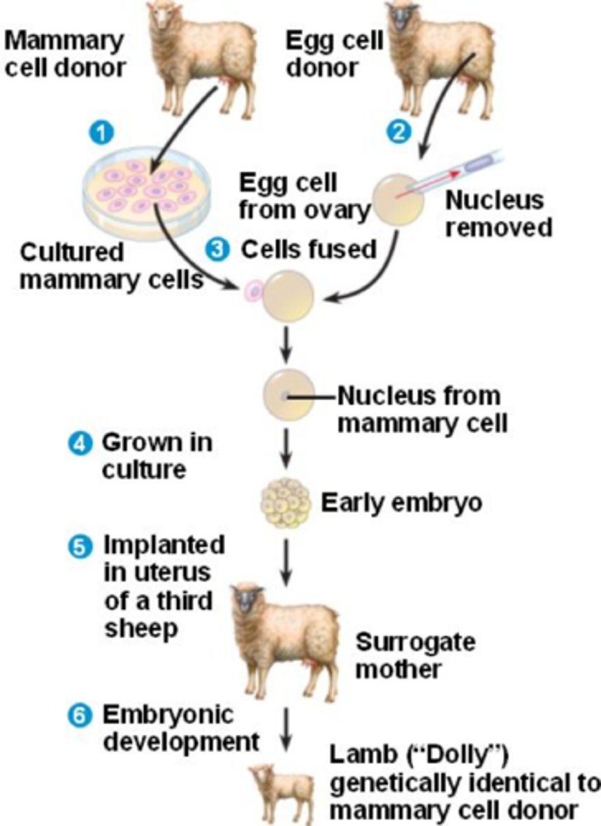 <p>- 1975: first mammalian embryo created by nuclear transfer from a rabbit embryo to an enucleated rabbit egg cell</p><p>- 1984: first mammal created by nuclear transfer via in vitro fertilization techniques (created a lamb embryo)</p><p>- 1996: first mammal created by somatic cell nuclear transfer from an adult sheep's udder into an enucleated egg (Dolly the sheep)</p>
