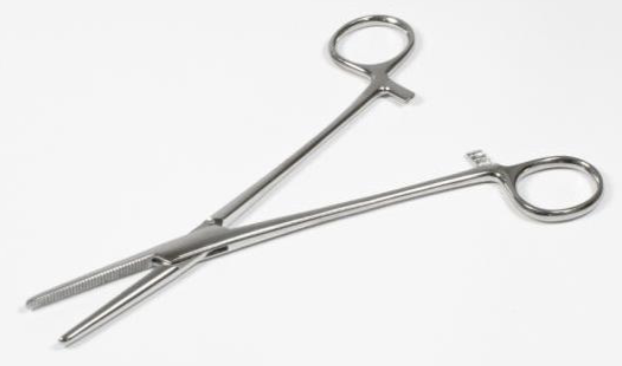 <p>short jaw, serrations</p>