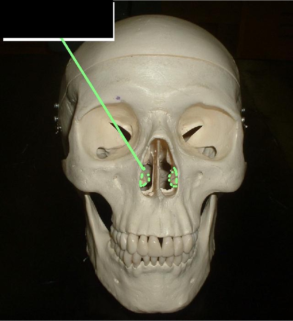 <p>the bottom notches inside the nose underneath the Middle ______</p>