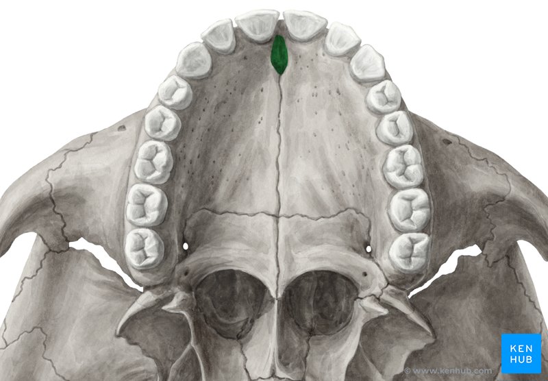 <p>What does this hole in the <strong>maxilla</strong> transmit?</p>