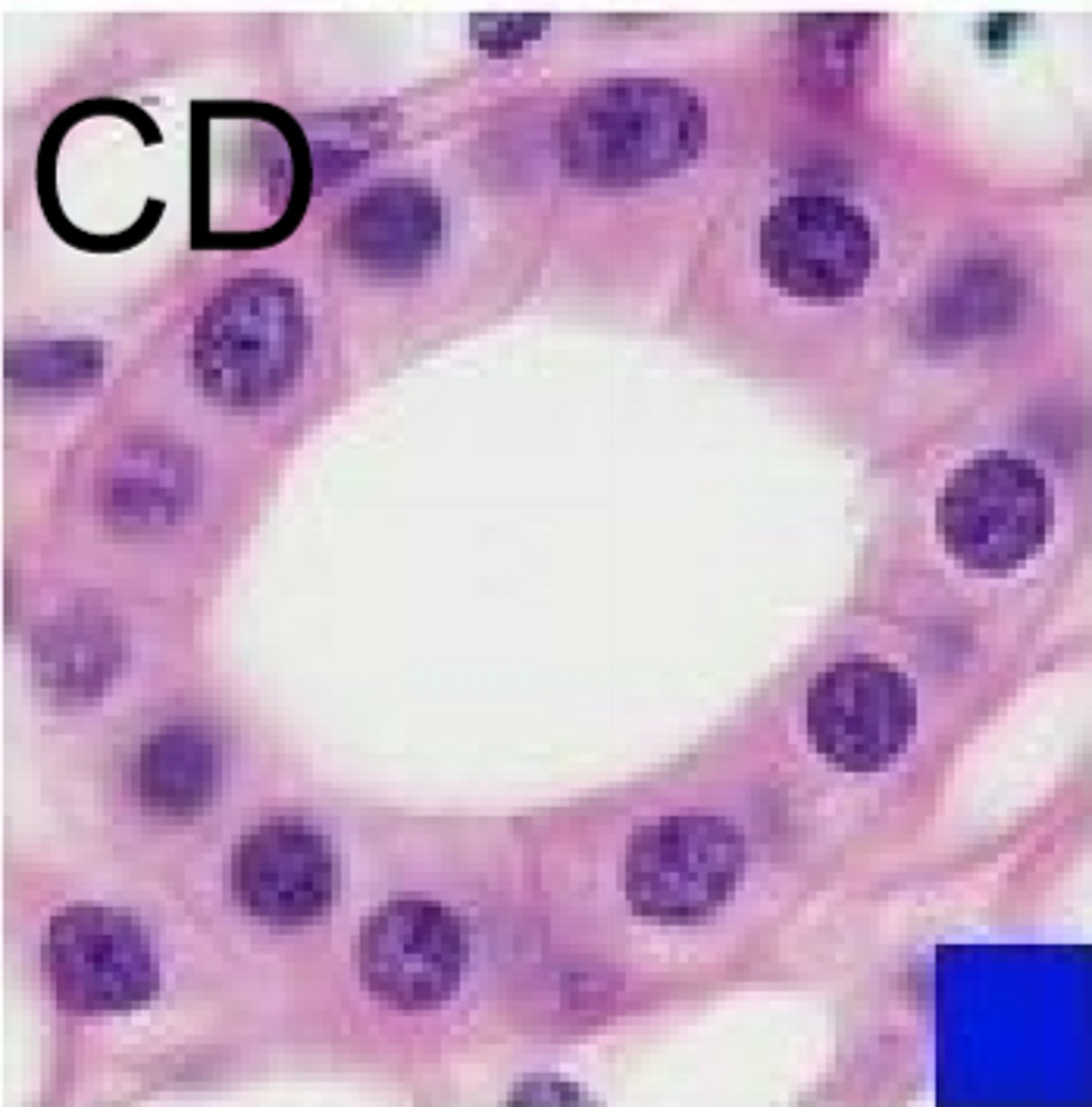 <p>hormone (ADH) activity, acid-base balance requires thicker cells again</p>