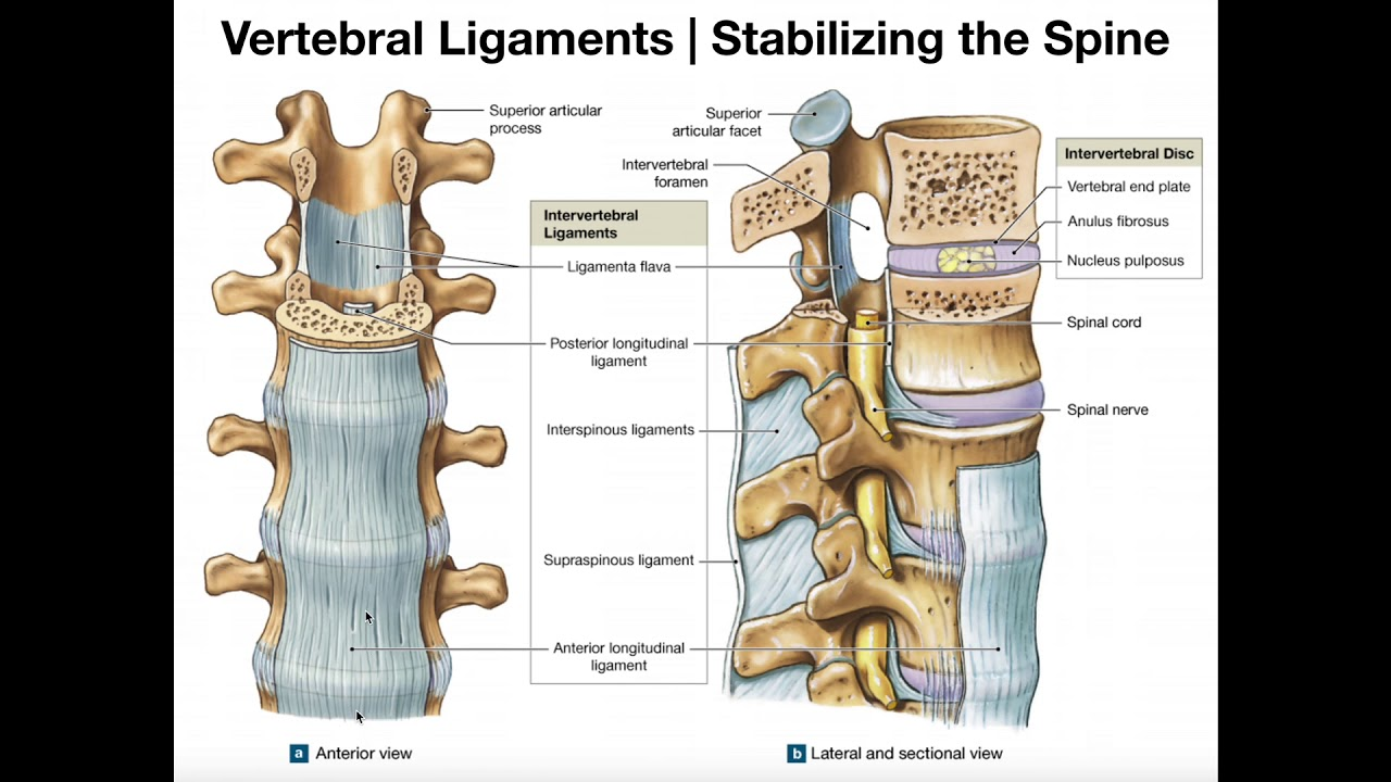 <ul><li><p>anterior longitudinal ligaments</p></li><li><p>posterior longitudunal ligaments</p></li><li><p>ligamenta flava</p></li><li><p>interspinous ligaments</p></li><li><p>supraspinous ligaments</p></li><li><p>ligamentum nuchae</p></li></ul><p></p>