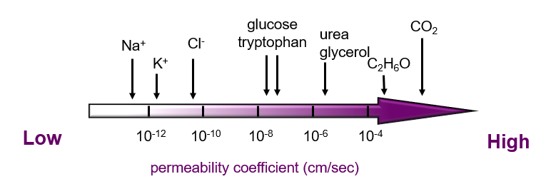 <ul><li><p><span><span>Lipid bilayer membranes are poorly permeable to charged molecules no matter how small they are. Very small ions such as Na</span><sup><span>+</span></sup><span> cannot pass through the lipid membrane</span></span></p></li><li><p><span><span>Large uncharged molecules such as glucose also cannot cross the lipid membrane and they will need a transporter</span></span></p></li><li><p><span><span>But very small uncharged molecules like CO</span><sub><span>2</span></sub><span> can easily cross the lipid membrane and will move following a concentration gradient</span></span></p></li></ul><p></p>