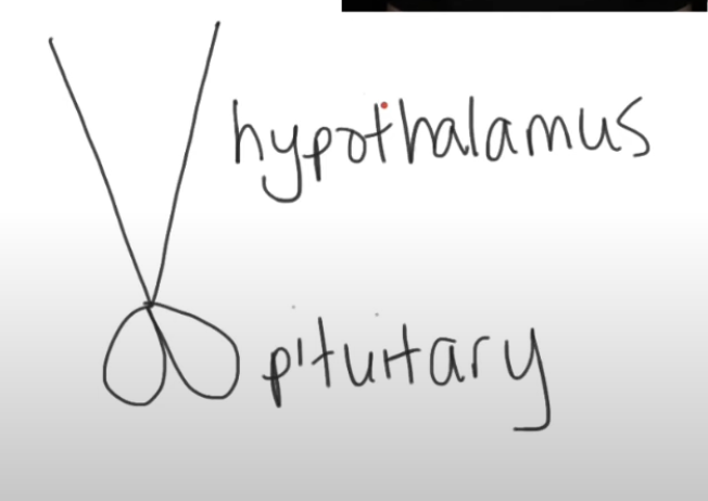<p>Pituitary gland</p>