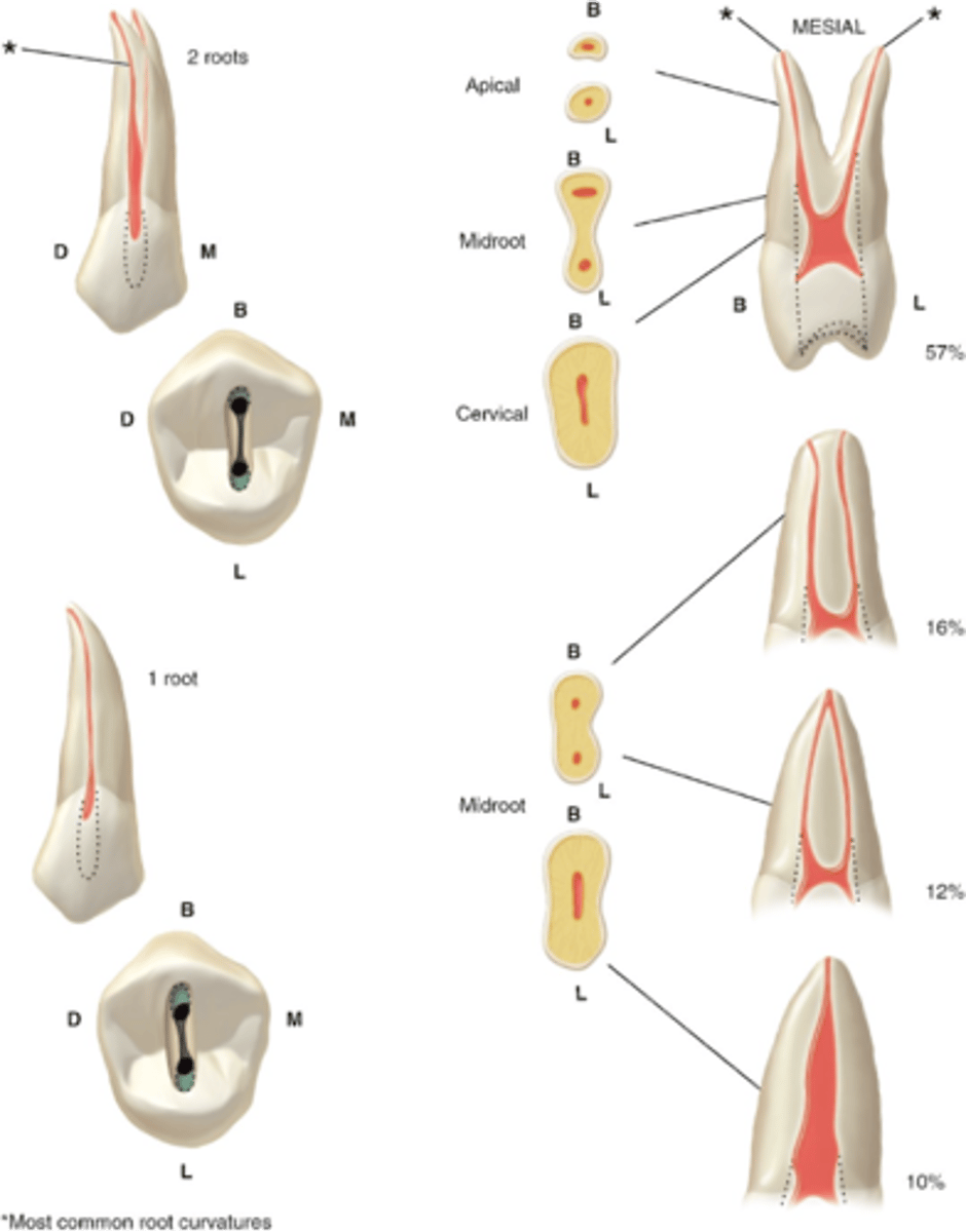 <p>maxillary first premolars access shape</p>