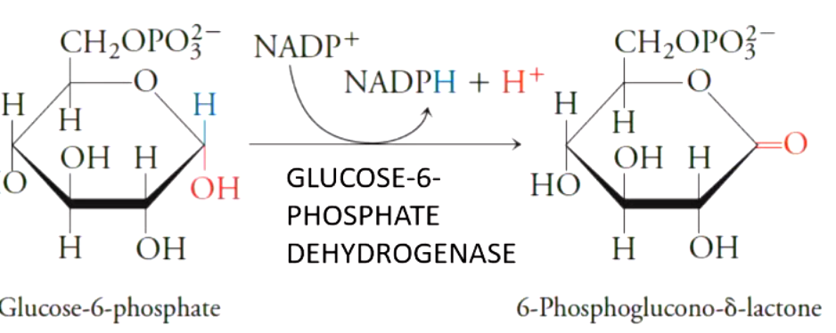 <p>glucose 6 phosphate dehydrogenase (key regulated step)</p>