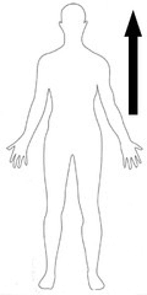 <p>toward the upper part of the body</p>