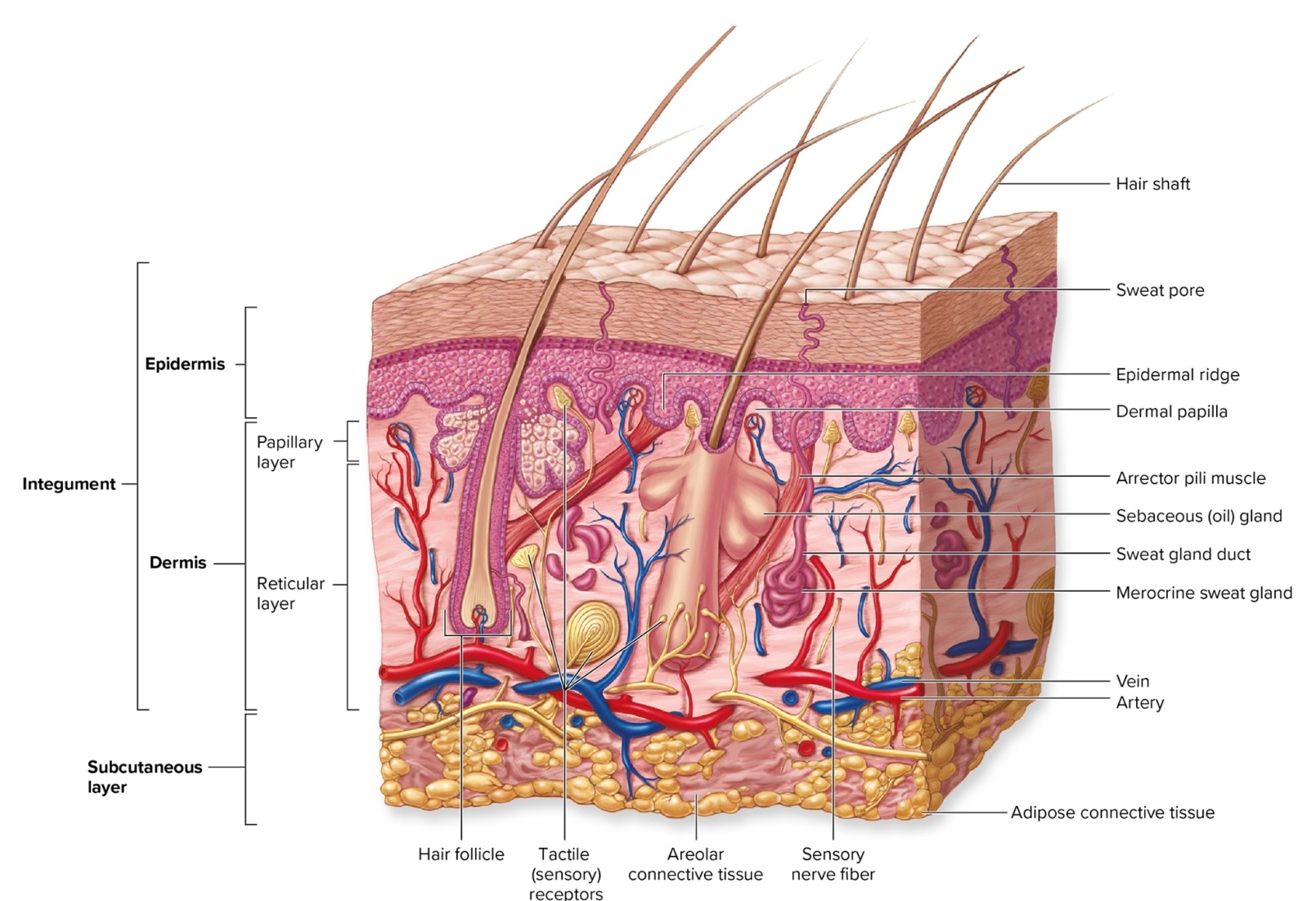 <p>What are the layers of the integument?</p>