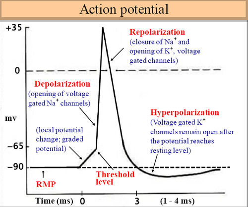 the language of communication for neurons