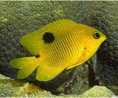 <p><span><span>juvenile or adult?</span></span></p>