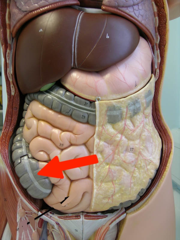 <p>Torso model: what is this?</p>