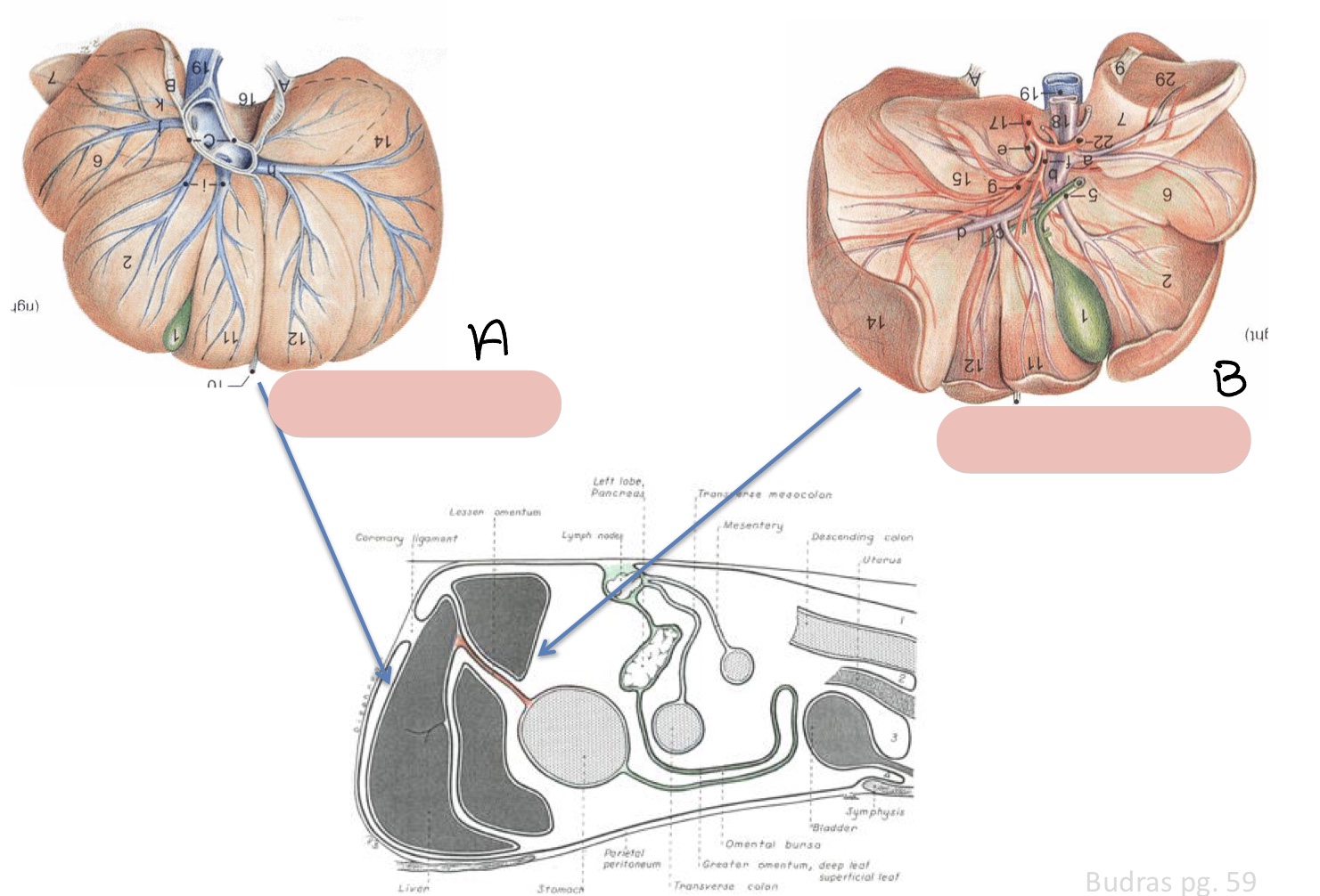 <p>Name the surfaces of the liver represented by a and b.</p>