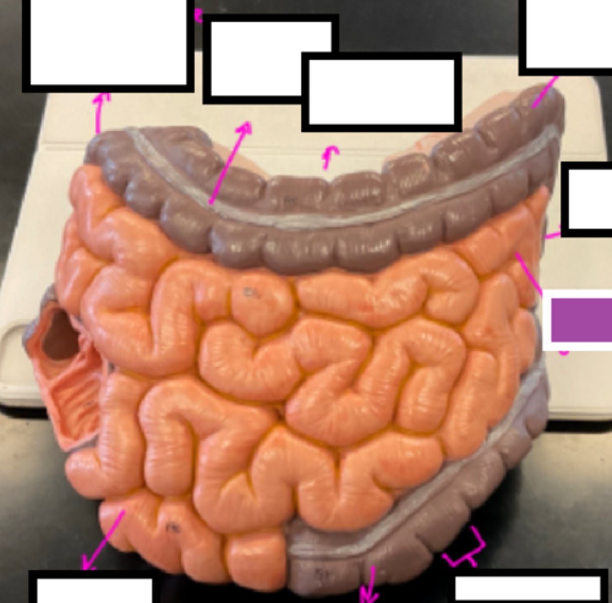 knowt flashcard image