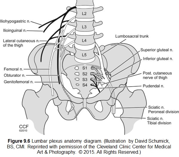 lower limb nerves 
