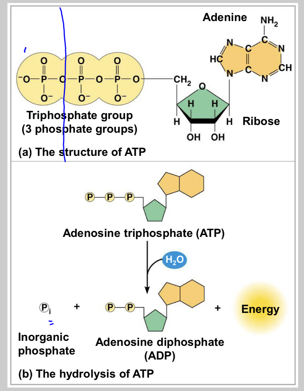 <p>ribose (sugar), adenine (nitrogenous base), three phosphate groups </p>